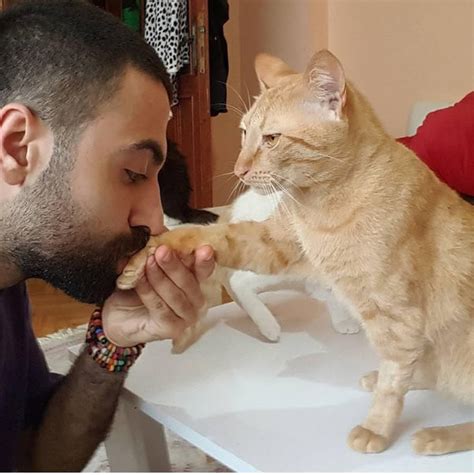 Numai să fiți cuminți ! Pianist Gave Home To 9 Stray Cats And They Become His Most ...