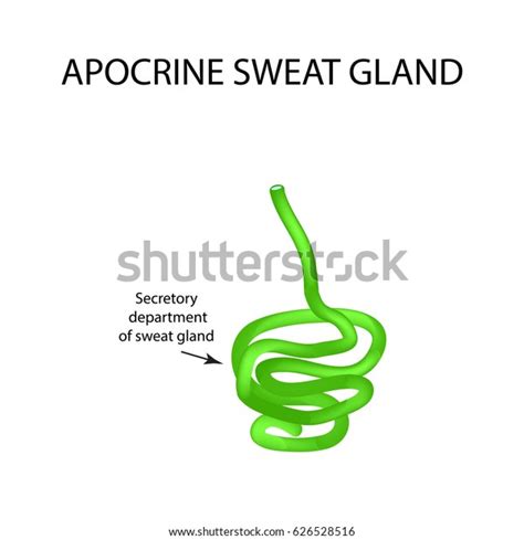 Structure Apocrine Sweat Gland Infographics Illustration Stock