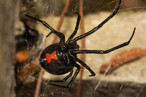 On average, about 2,200 venomous black widow spiders bite people in the united states yearly, but the vast majority of attacks don't result in hospitalization. Blog - What Houston Property Owners Ought To Know About ...