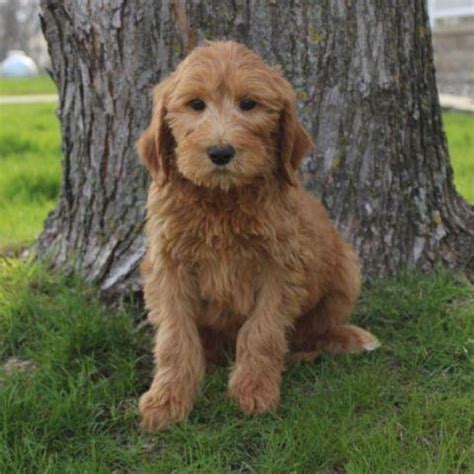 Sell or find classifieds for puppy, kitten, cat, bird, horses, fish, exotic animals, farm and rabbit animals. F1B Labradoodle Puppies! for Sale in Eden Valley ...