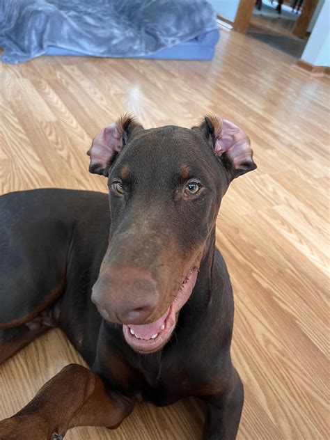 Our Doberman has floppy ears that constantly turn inside out