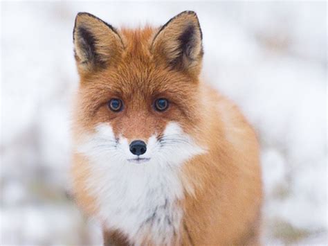 Blue Eyed Fox Wolves Are Awesome And Foxes Are Cute Pinterest