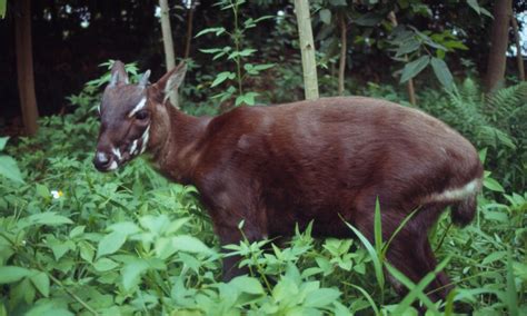 Living Among The Trees Five Animals That Depend On Forests
