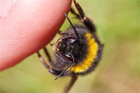 Bumblebee Insect Sting