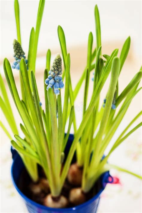 Muscari Growing Blue Pot View Above Stock Photos Free And Royalty Free