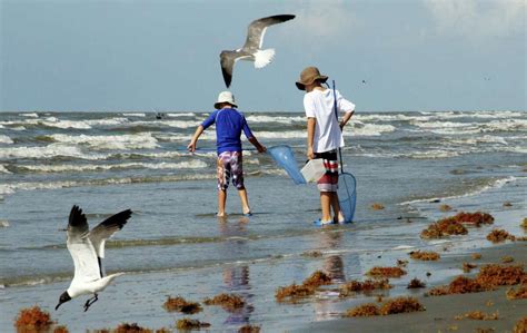 Galveston Beaches Overrun With Unpleasant Addition