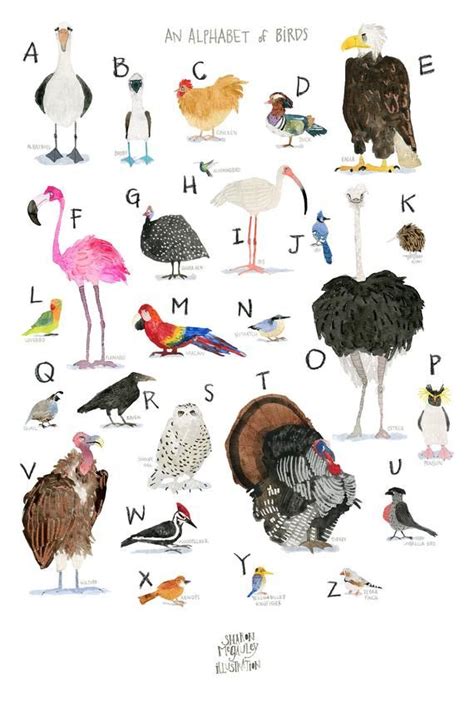 Bird Alphabet Print Bird Abc Poster For Nursery Or Kids Room Bird