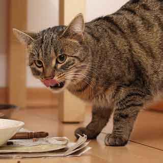Large amounts of tartar can taste bad and swallowing the depends on what you're feeding her. Cat Is Obsessed With Food How Can I Stop It