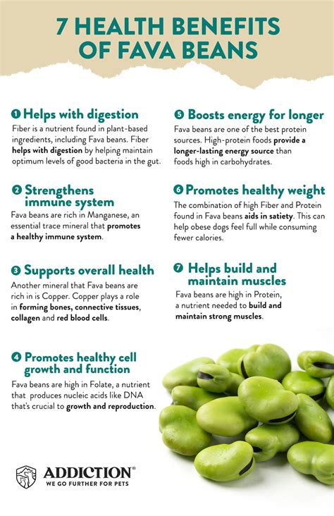 Infographic 7 Health Benefits Of Fava Beans Addiction Pet Sg