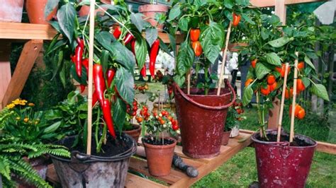 Growing A Chili Plant Indoors Indoor Garden Tips