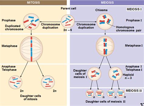 We did not find results for: Biology 181 > Harvey > Flashcards > Ch. 13 Meiosis | StudyBlue