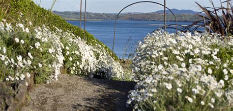 How to create an alpine garden. Alpine Garden | Lissadell House Online