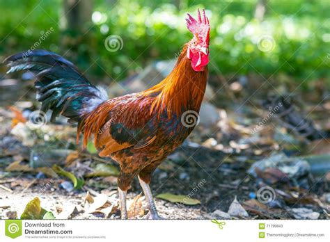 Coq De Poulets Sur La Ferme Avicole Gratuite Traditionnelle De Gamme