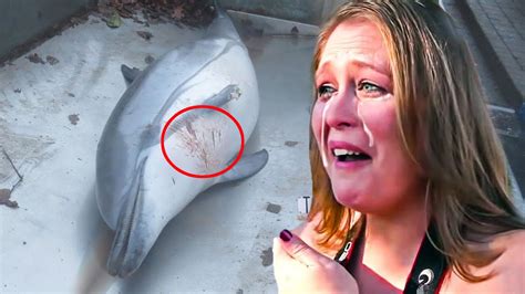 The Disturbing Truth Of What Happened To Flipper The Dolphin You Will Cry After Watching This