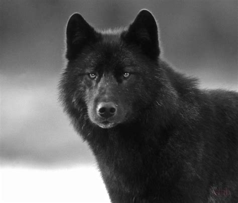 черный волк фото на телефон