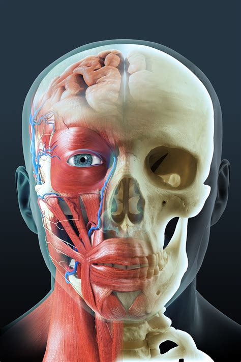 It forms the floor of the cubital fossa. Anatomy of the head - AKYU