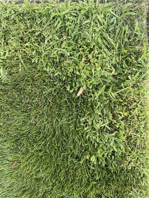 Help Identifying Type Of Grass Lawncare