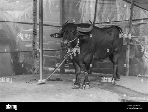 Bull Indio Domesticado Por Los Lugareños Para La Agricultura Y La