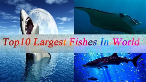 Top 10 Largest Fishes In The World 2019 Youtube