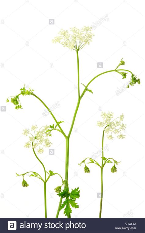 Cow Parsley Anthriscus Sylvestris Hi Res Stock Photography And Images
