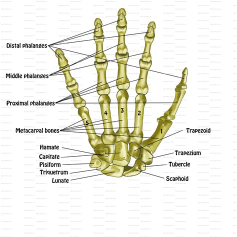 The main bones of the human skeleton are: Anatomy Posters - Spontaneous Muscle Release ...