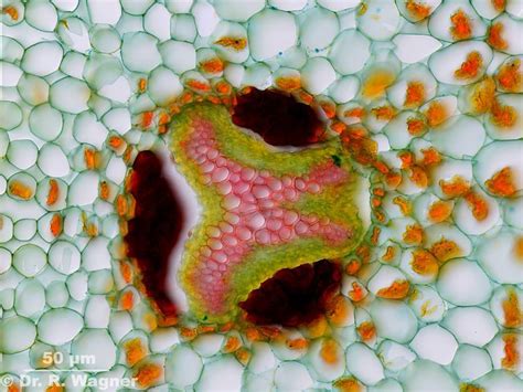 Maybe you would like to learn more about one of these? Hirschzungenfarn, Asplenium scolopendrium - Mikroskopie