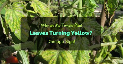 Why Are My Tomato Plant Leaves Turning Yellow Damage Sign