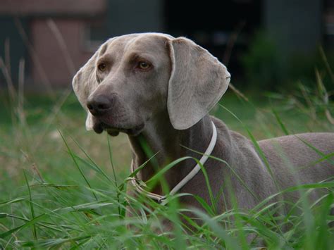 Weimaraner Dog Breedbest Guide History Basic Health And More