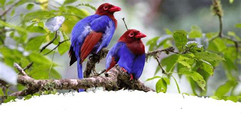 Sri Lankan Endemic Birds Birds Of The Region Look Lanka Tous Best