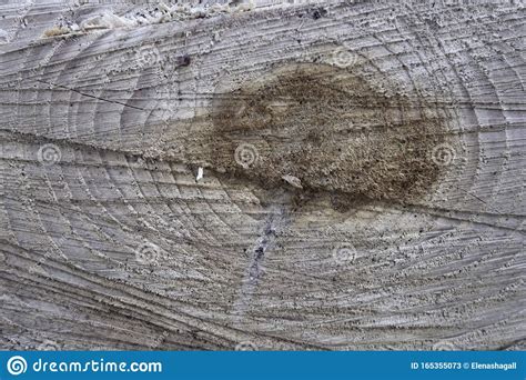 Wood Texture Woodcut Circular Section With Annual Rings Natural