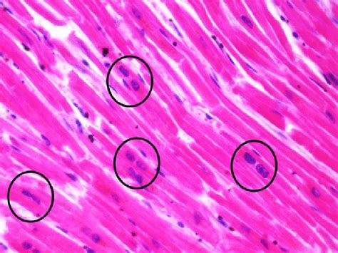 Skeletal muscle cells contain actin, found in thin muscle filaments, and myosin, found in thick muscle filaments, which work together to enable muscles to rapidly contract and relax by pulling the fibers. Binucleated cardiac muscle cells from a human myocardium ...