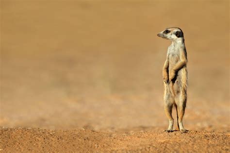 Photo Facts The Meerkat Fascinating Africa