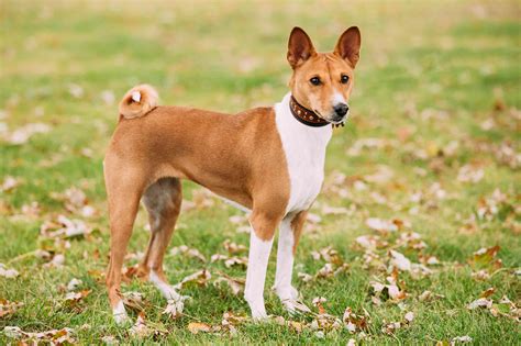 6 Ancient Dog Breeds That Originated In Egypt