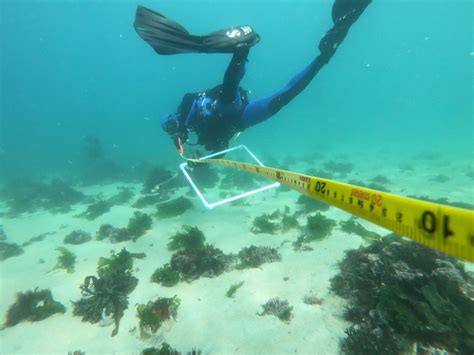 What It Takes To Become A Field Marine Biologist Cape Radd