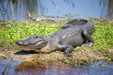 American Alligator Reptiles Of Louisiana · Inaturalist