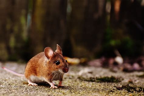 Brown And White Mice · Free Stock Photo
