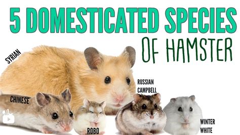 The 5 Domesticated Species Of Hamsters Youtube