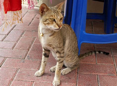 Humane alternatives to declawing include nail clipping, behavioral. Cat with golden necklace. Dubai. | This is Dubai; even ...
