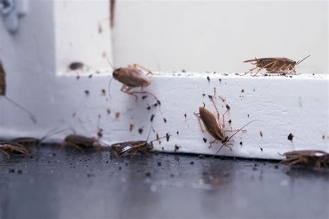 How To Get Rid Of Baby Roaches In The Kitchen Wow Blog