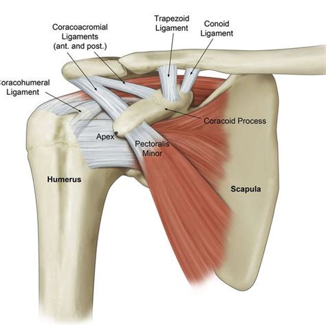 The long head of biceps (lhb) is a very important tendon that travels through the shoulder joint (glenohumeral joint). The bra strap incision in the open Latarjet procedure in ...