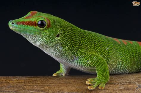 Types Of Gecko Pets4homes