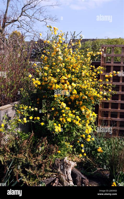 Kerria Japonica Pleniflora Stock Photo Alamy