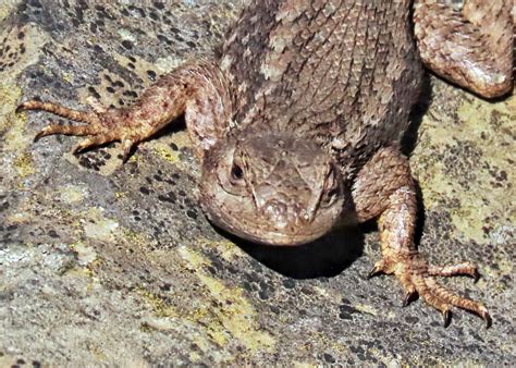 Sceloporus Occidentalis Western Fence Lizard 10000 Things Of The