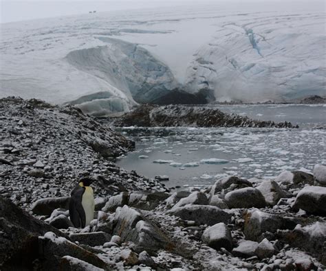 Antarctic Wonder Emperor Penguin Visits Palmer Station