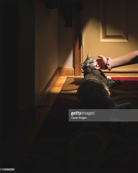 Girl Hand Scratches Chin Of Calico Cat Lying On Mat In Patch Of Light