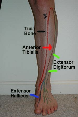 Pin on Anatomy
