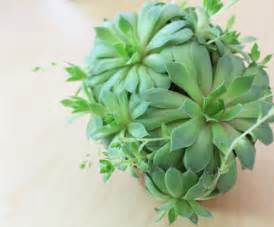 When it comes to propagating a cactus from cuttings, you need to be careful with how and where 3 tips for successful propagation. How to Propagate Succulents | Print A Pot