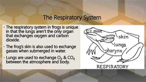 Functions of the frogs body systems