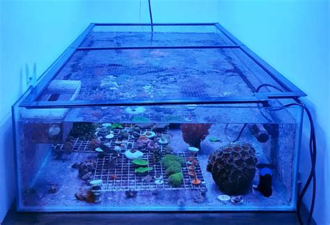 What Is A Frag Tank Aquarium Fish Care