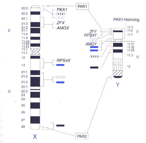 Maybe you would like to learn more about one of these? Chromosomenanomalien